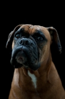 Picture of Boxer looking up on black background