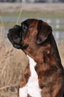 Picture of Boxer looking up