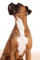 Picture of Boxer looking up