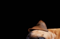 Picture of Boxer lying down, ear close up