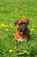 Picture of Boxer lying down in field