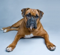 Picture of Boxer lying down in the studio