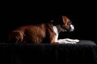 Picture of Boxer lying down, side view