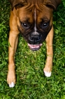 Picture of boxer lying in grass looking up