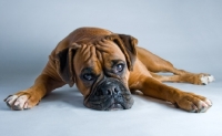 Picture of Boxer lying in studio