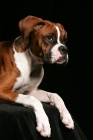 Picture of boxer lying on black platform