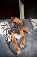 Picture of boxer lying on couch
