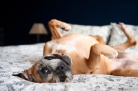 Picture of boxer lying upside on bed with front paws up