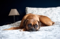 Picture of boxer lying with head down on bed
