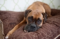 Picture of boxer lying with head down on brown dog bed