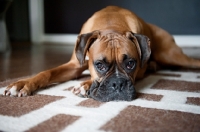 Picture of boxer lying with head down on rug