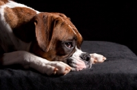 Picture of Boxer lying with head down