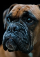 Picture of Boxer muzzle close up