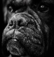 Picture of Boxer muzzle