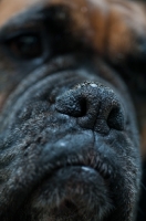 Picture of Boxer muzzle