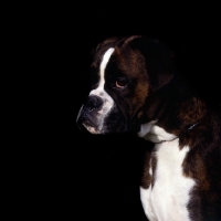 Picture of boxer on black background