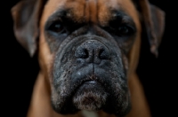 Picture of Boxer on dark background