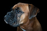 Picture of Boxer on dark background