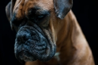 Picture of Boxer on dark background