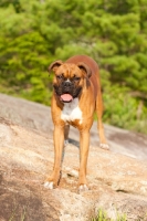 Picture of Boxer on rocks