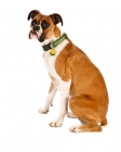 Picture of Boxer on white background