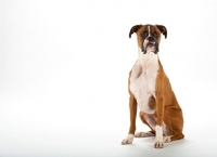 Picture of Boxer on white background