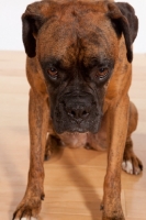 Picture of boxer on wooden floor
