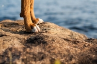 Picture of Boxer paws on rock