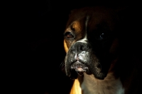 Picture of Boxer peering out from shadows