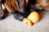Picture of Boxer playing with toy in home