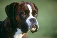 Picture of boxer, portrait, from skelder kennels