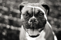 Picture of Boxer portrait in black and white
