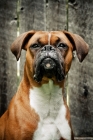 Picture of boxer portrait in front of fence