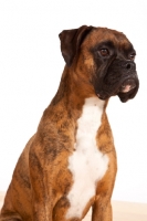 Picture of Boxer portrait, shoulders up