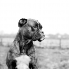 Picture of boxer, portrait