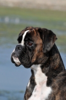 Picture of Boxer portrait