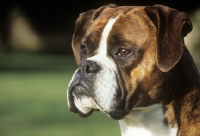 Picture of boxer, portrait