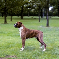 Picture of boxer posed on grass