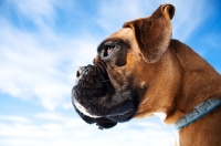 Picture of Boxer profile against blue sky