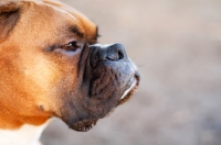 Picture of Boxer profile, close up