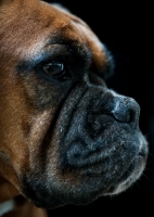 Picture of Boxer profile