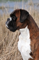 Picture of Boxer profile