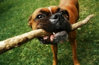 Picture of boxer pulling on stick