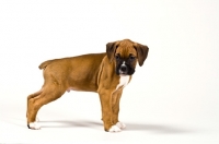 Picture of Boxer pup standing on white background.