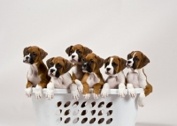 Picture of Boxer puppies in a basket