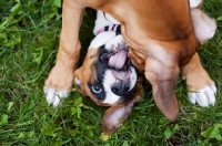 Picture of Boxer puppies playing