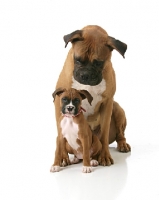 Picture of Boxer puppy and adult