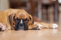 Picture of Boxer Puppy asleep on floor