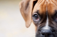 Picture of Boxer puppy close up
