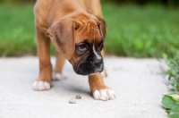 Picture of Boxer puppy exploring